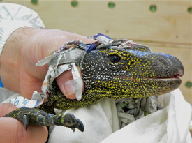 Varanus salvadorii Varanus salvadorii